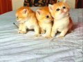 Golden show