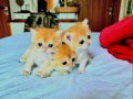 Golden show