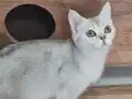 Sağlık Sebebiyle Sahiplendiriyorum