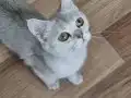 Sağlık Sebebiyle Sahiplendiriyorum