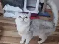 Sağlık Sebebiyle Sahiplendiriyorum