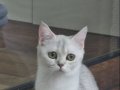Sağlık Sebebiyle Sahiplendiriyorum