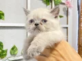3 dişi kızımız Scottish Fold 5000₺