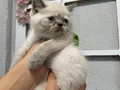 3 dişi kızımız Scottish Fold 5000₺