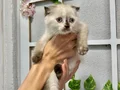 3 dişi kızımız Scottish Fold 5000₺