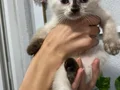 3 dişi kızımız Scottish Fold 5000₺