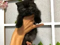 3 dişi kızımız Scottish Fold 5000₺