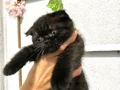 3 dişi kızımız Scottish Fold 5000₺