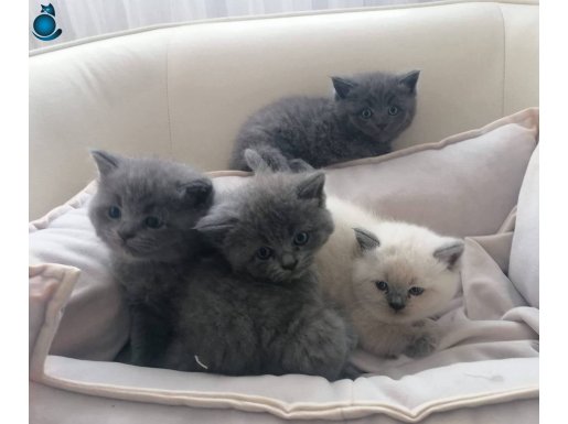 Koca kafa british bebekler 