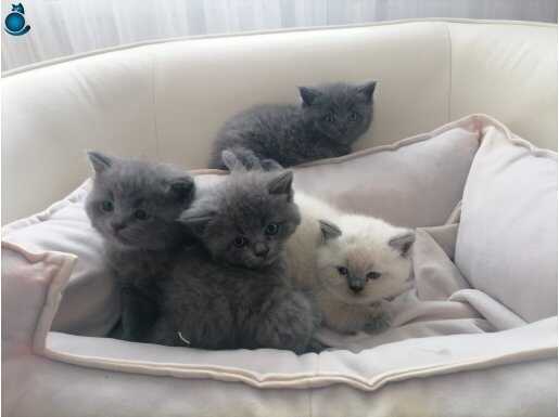 British ayı surat bebekler 