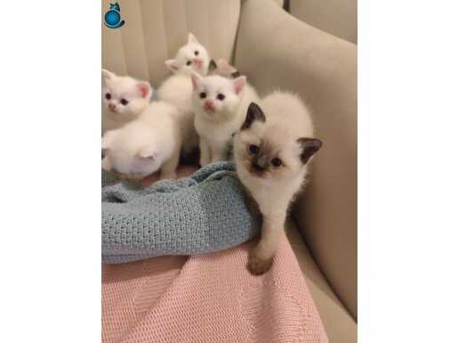 Safkan British blue point bebekler 