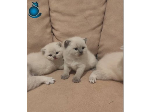 British blue poind bebekler