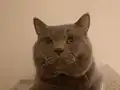British blue point bebekler 