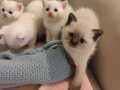 Safkan British blue point bebekler 