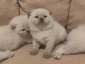 British blue point bebekler