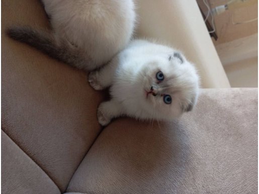 Güzeller Güzeli Boncuklar Scottish Fold