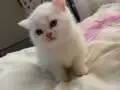 Kar beyaz mavişler