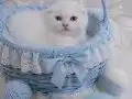 Scottish fold ve British prensler