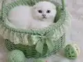Scottish fold ve British prensler