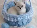 Scottish fold ve British prensler