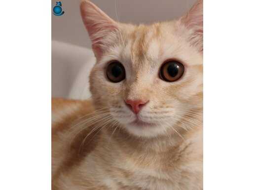 British Shorthair cream tabby - özel renk