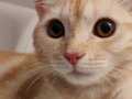 British Shorthair cream tabby - özel renk