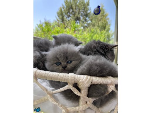 1 Aylık British Longhair Erkek