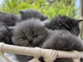 1 Aylık British Longhair Erkek