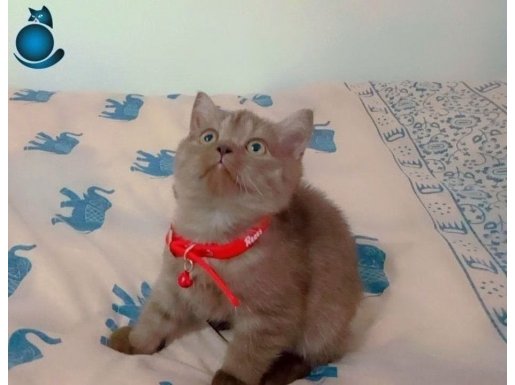 Kahve Renginde Saf British Yavru (eşyaları ile birlikte)