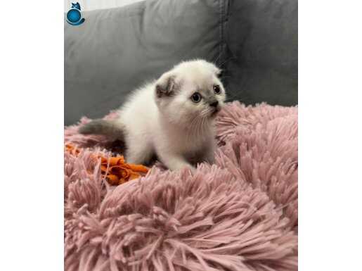 Evde doğup büyüyen scottish fold bebeğimiz