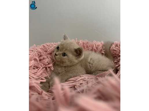 Bal rengi lilac british shorthair yavrumuz