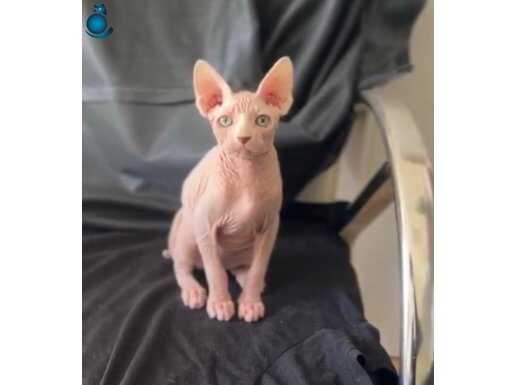 Erkek sphynx yavrumuz