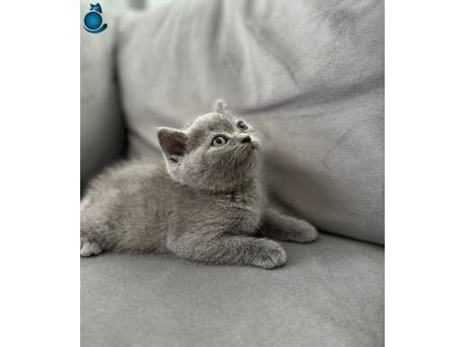 Ev ortamından gri british shorthair bebeklerimiz