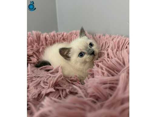 Blue Point british bebeklerimiz