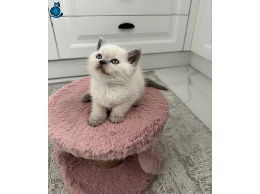 Ev ortamından blue point yavrularımız