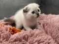 Evde doğup büyüyen scottish fold bebeğimiz