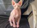 Erkek sphynx yavrumuz