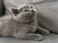 Ev ortamından gri british shorthair bebeklerimiz