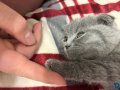 Scottish fold erkek,İnsan canlısı oyuncu ev ortamında büyüdü