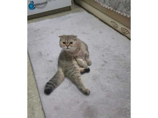 Ny 25 kedim dişi sağlıklı 