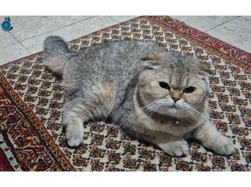 Ny 25 daha 1,5 yaşında uysal meraklı avcı :)