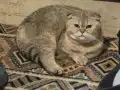 2 Yaşında Cins kedime ömürlük yuva arıyorum 