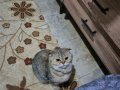 2 Yaşında Cins kedime ömürlük yuva arıyorum 