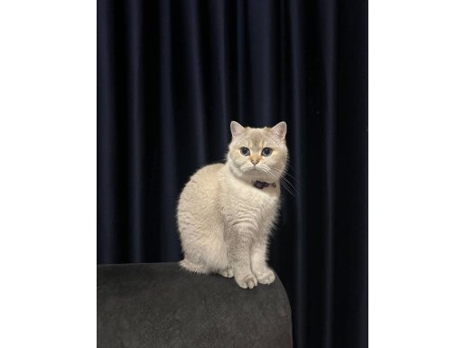 Okyanus Mavisi Gözler Özel Cins