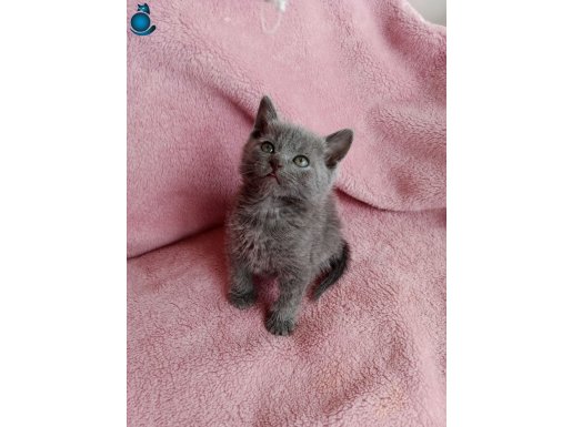 BAYRAM HEDİYESİ britist gri yavrular 