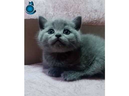 Safkan scrli gri yavrular 