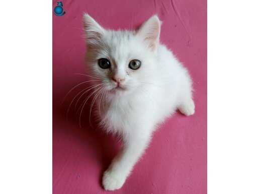 SAFKAN BRİTİSH SHORTHAİR