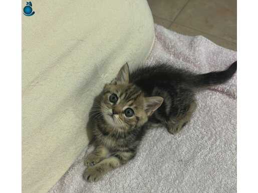 BRİTİSH BLACK GOLDEN YAVRU