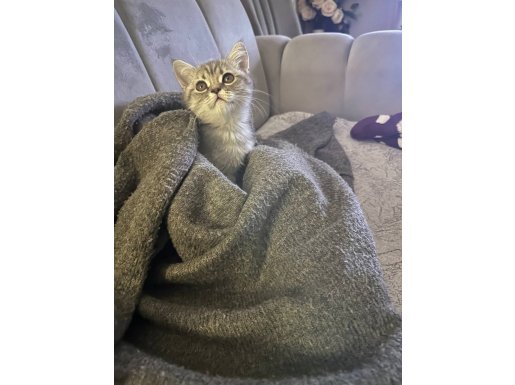 Evde Sevilerek Büyüyen, İç-Dış Parazitleri Tam, 2 Aylık British Shorthair Yavru!