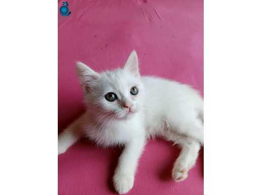 SAFKAN BRİTİSH ERKEK